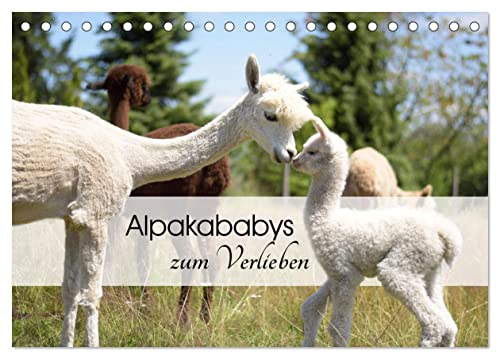 Alpakababys zum Verlieben (Tischkalender 2024 DIN A5 quer), CALVENDO Monatskalender von CALVENDO