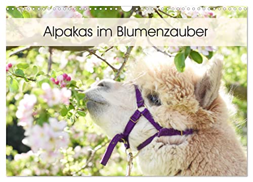 Alpakas im Blumenzauber (Wandkalender 2024 DIN A3 quer), CALVENDO Monatskalender