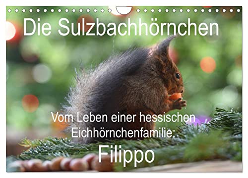 Die Sulzbachhörnchen - vom Leben einer hessischen Eichhörnchenfamilie (Wandkalender 2025 DIN A4 quer), CALVENDO Monatskalender von CALVENDO