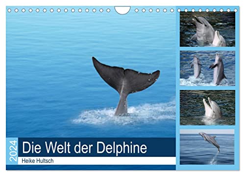 Die Welt der Delphine (Wandkalender 2024 DIN A4 quer), CALVENDO Monatskalender von CALVENDO