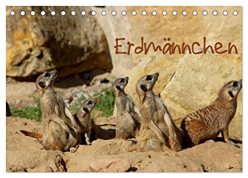 Erdmännchen (Tischkalender 2024 DIN A5 quer), CALVENDO Monatskalender von CALVENDO