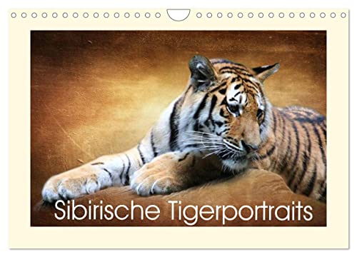 Sibirische Tigerportraits (Wandkalender 2024 DIN A4 quer), CALVENDO Monatskalender von CALVENDO