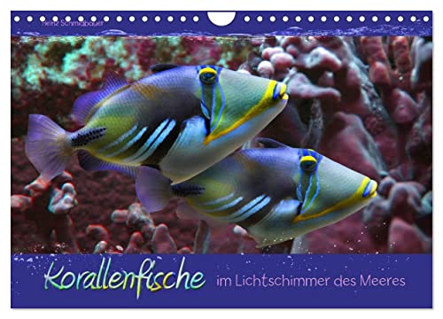 Korallenfische im Lichtschimmer des Meeres (Wandkalender 2024 DIN A4 quer), CALVENDO Monatskalender von CALVENDO