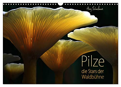 Pilze - die Stars der Waldbühne (Wandkalender 2024 DIN A3 quer), CALVENDO Monatskalender von CALVENDO
