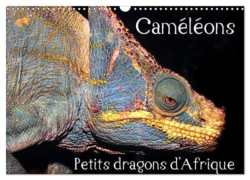 Caméléons - Petits dragons d'Afrique. (Wandkalender 2025 DIN A3 quer), CALVENDO Monatskalender von CALVENDO