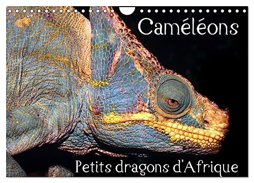 Caméléons - Petits dragons d'Afrique. (Wandkalender 2025 DIN A4 quer), CALVENDO Monatskalender von CALVENDO