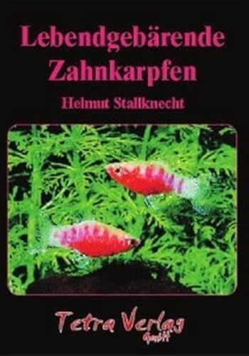Lebendgebärende Zahnkarpfen: Fische für Anfänger und Experten