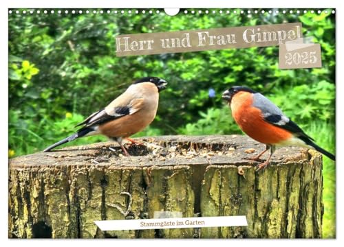 Herr und Frau Gimpel - Stammgäste im Garten (Wandkalender 2025 DIN A3 quer), CALVENDO Monatskalender von CALVENDO