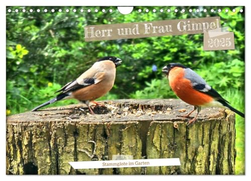 Herr und Frau Gimpel - Stammgäste im Garten (Wandkalender 2025 DIN A4 quer), CALVENDO Monatskalender von CALVENDO
