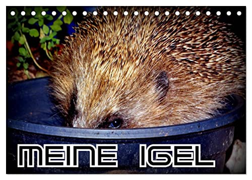 Meine Igel (Tischkalender 2025 DIN A5 quer), CALVENDO Monatskalender von CALVENDO