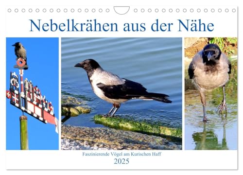 Nebelkrähen aus der Nähe - Faszinierende Vögel am Kurischen Haff (Wandkalender 2025 DIN A4 quer), CALVENDO Monatskalender von CALVENDO