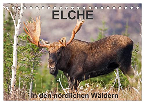 ELCHE In den nördlichen Wäldern (Tischkalender 2024 DIN A5 quer), CALVENDO Monatskalender
