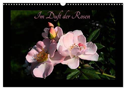 Im Duft der Rosen (Wandkalender 2024 DIN A3 quer), CALVENDO Monatskalender von CALVENDO
