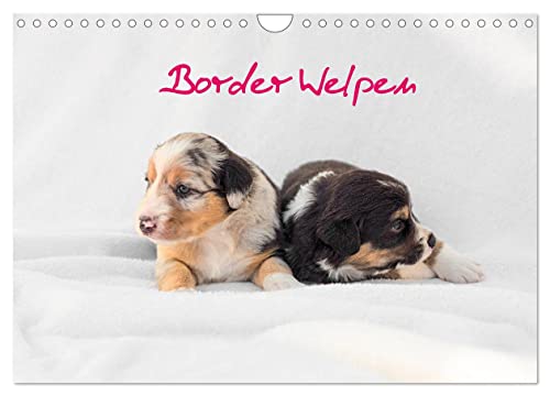 Border Welpen (Wandkalender 2024 DIN A4 quer), CALVENDO Monatskalender von CALVENDO