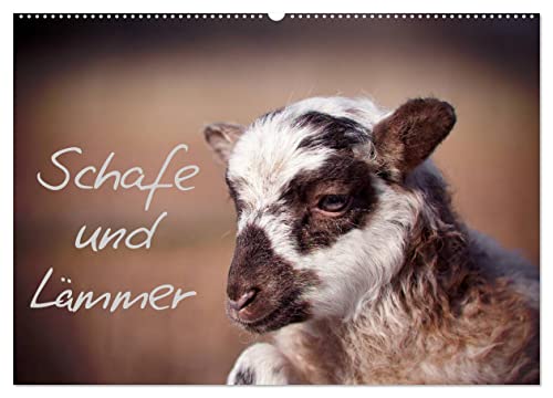 Schafe und Lämmer (Wandkalender 2024 DIN A2 quer), CALVENDO Monatskalender