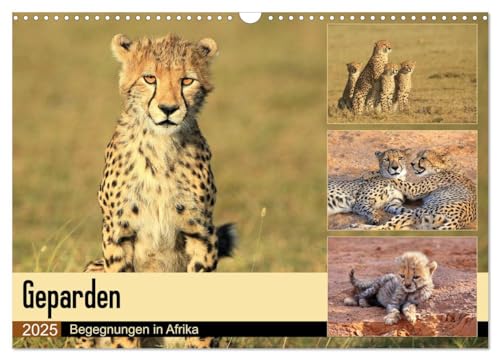 Geparden - Begegnungen in Afrika (Wandkalender 2025 DIN A3 quer), CALVENDO Monatskalender von CALVENDO