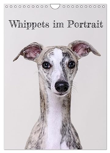 Whippets im Portrait (Wandkalender 2024 DIN A4 hoch), CALVENDO Monatskalender: Der Whippet ist die perfekte Mischung aus Kraft und Eleganz (CALVENDO Tiere) von CALVENDO