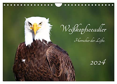 Weißkopfseeadler. Herrscher der Lüfte. 2024 (Wandkalender 2024 DIN A4 quer), CALVENDO Monatskalender von CALVENDO