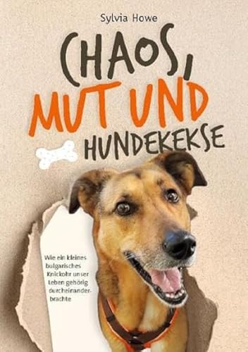 Chaos, Mut und Hundekekse: Wie ein kleines bulgarisches Knickohr unser Leben gehörig durcheinanderbrachte