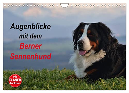Augenblicke mit dem Berner Sennenhund (Wandkalender 2024 DIN A4 quer), CALVENDO Monatskalender