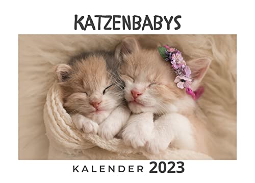 Katzenbabys: Kalender 2023 von 27amigos