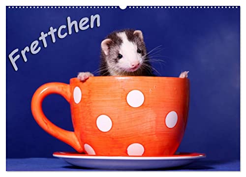 Frettchen - Ferrets (Wandkalender 2025 DIN A2 quer), CALVENDO Monatskalender: lustige Kobolde von Calvendo