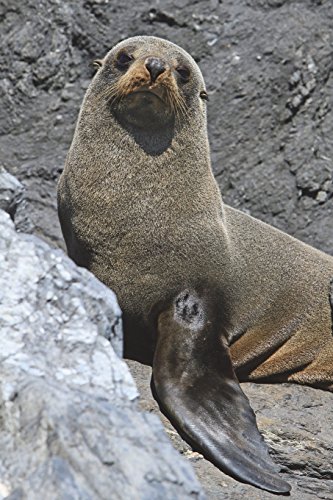 Cape Fur Seal Journal: 150 page lined notebook/diary