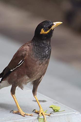 Common Myna (Acridotheres Tristis) Bird Journal: 150 page lined notebook/diary