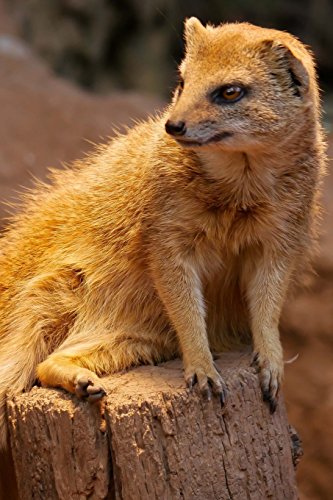 Fuchsmanguste or Fox Mongoose Journal: 150 page lined notebook/diary