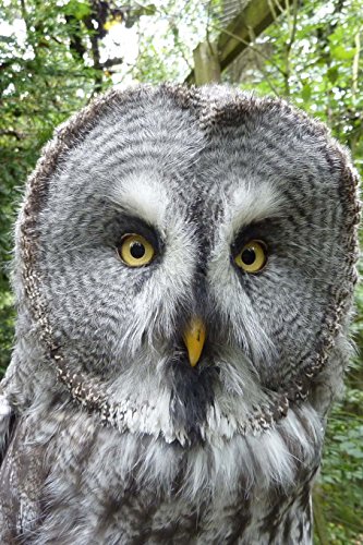 Great Grey Owl Peeks Out Journal: 150 page lined notebook/diary von CreateSpace Independent Publishing Platform