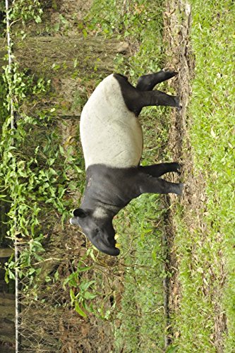 Malayan Tapir Journal: 150 page lined notebook/diary von CreateSpace Independent Publishing Platform