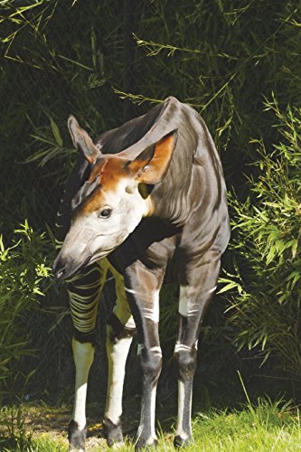 The Okapi Journal: 150 page lined notebook/diary von CreateSpace Independent Publishing Platform