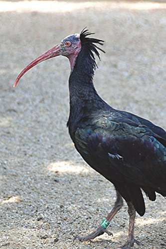 The Waldrapp aka Northern Bald Ibis Journal: 150 page lined notebook/diary