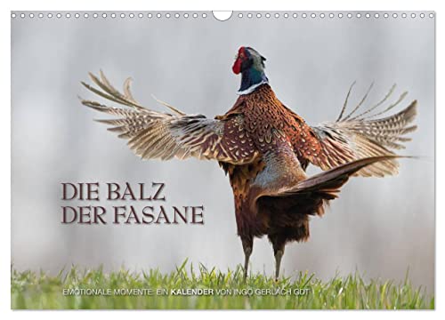 Emotionale Momente: Die Balz der Fasane/CH-Version (Wandkalender 2025 DIN A3 quer), CALVENDO Monatskalender von CALVENDO