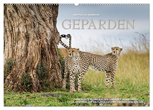 Emotionale Momente: Geparden (Wandkalender 2025 DIN A2 quer), CALVENDO Monatskalender von CALVENDO