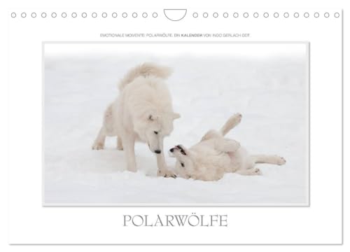 Emotionale Momente: Polarwölfe. / CH-Version (Wandkalender 2025 DIN A4 quer), CALVENDO Monatskalender von CALVENDO