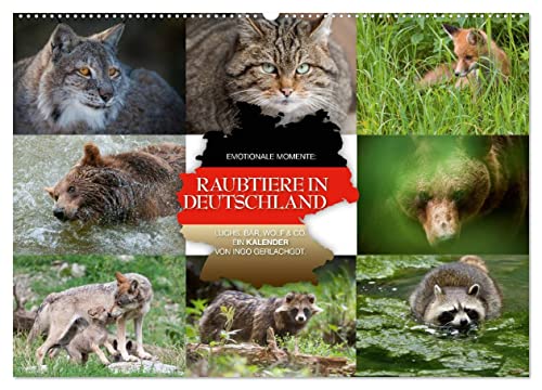 Emotionale Momente: Raubtiere in Deutschland (Wandkalender 2025 DIN A2 quer), CALVENDO Monatskalender von CALVENDO