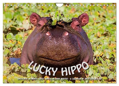 Emotional Moments: Lucky Hippo/UK-Version (Wandkalender 2024 DIN A4 quer), CALVENDO Monatskalender
