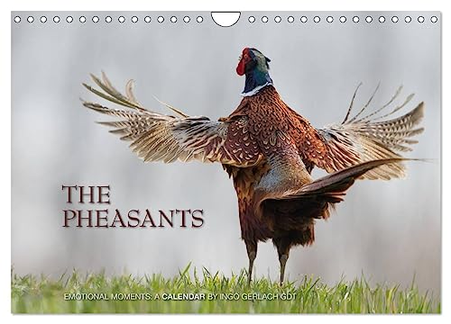 Emotional Moments: The pheasants. UK-Version (Wandkalender 2024 DIN A4 quer), CALVENDO Monatskalender von CALVENDO