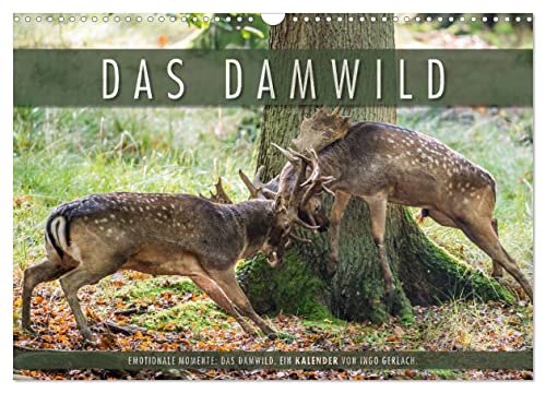 Emotionale Momente: Das Damwild. (Wandkalender 2025 DIN A3 quer), CALVENDO Monatskalender von CALVENDO