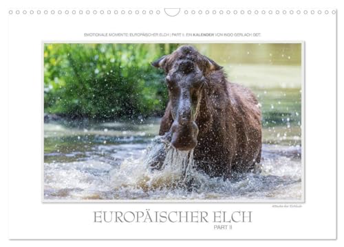 Emotionale Momente: Europäischer Elch Part II (Wandkalender 2024 DIN A3 quer), CALVENDO Monatskalender: Ingo Gerlach GDT hat den europäischen Elch in ... Hier ist der 2. Teil des neuen Elchkalenders.