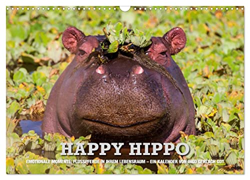 Emotionale Momente. Happy Hippo/CH-Version (Wandkalender 2024 DIN A3 quer), CALVENDO Monatskalender