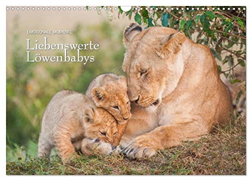 Emotionale Momente: Liebenswerte Löwenbabys/CH-Version (Wandkalender 2024 DIN A3 quer), CALVENDO Monatskalender
