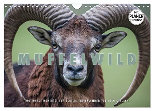 Emotionale Momente: Muffelwild. (Wandkalender 2024 DIN A4 quer), CALVENDO Monatskalender von CALVENDO