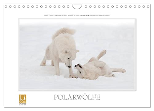 Emotionale Momente: Polarwölfe. (Wandkalender 2024 DIN A4 quer), CALVENDO Monatskalender von CALVENDO