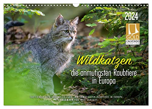 Wildkatzen - die anmutigsten Raubiere in Europa. (Wandkalender 2024 DIN A3 quer), CALVENDO Monatskalender