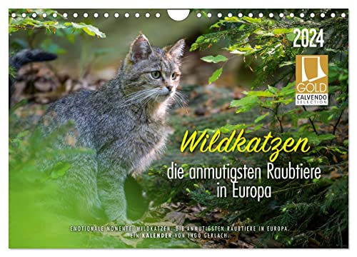 Wildkatzen - die anmutigsten Raubiere in Europa. (Wandkalender 2024 DIN A4 quer), CALVENDO Monatskalender von CALVENDO