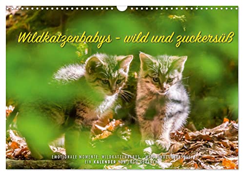 Wildkatzenbabys - wild und zuckersüß. (Wandkalender 2024 DIN A3 quer), CALVENDO Monatskalender
