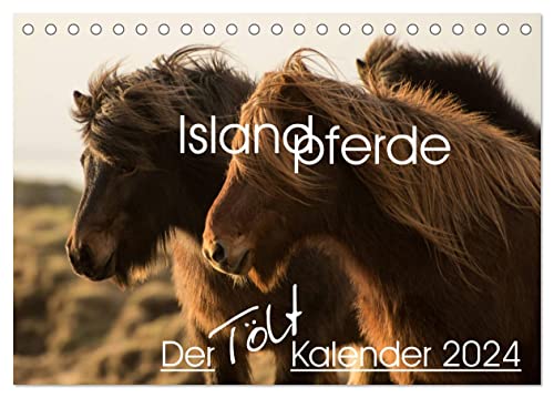 Islandpferde - Der Tölt Kalender (Tischkalender 2024 DIN A5 quer), CALVENDO Monatskalender von CALVENDO