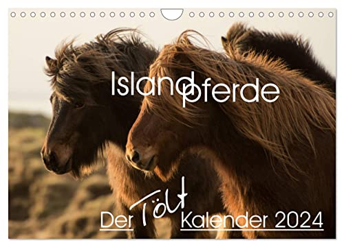 Islandpferde - Der Tölt Kalender (Wandkalender 2024 DIN A4 quer), CALVENDO Monatskalender von CALVENDO